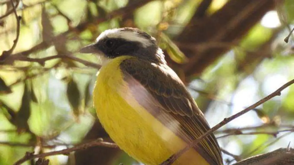 AVES EN LA RESERVA